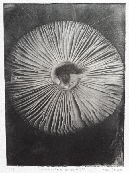 vliegenzwam black